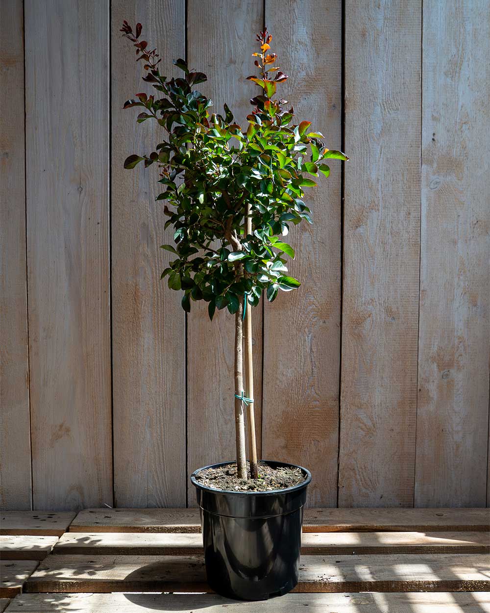 Lagerströmie – Lagerstroemia indica ‘Dynamite’