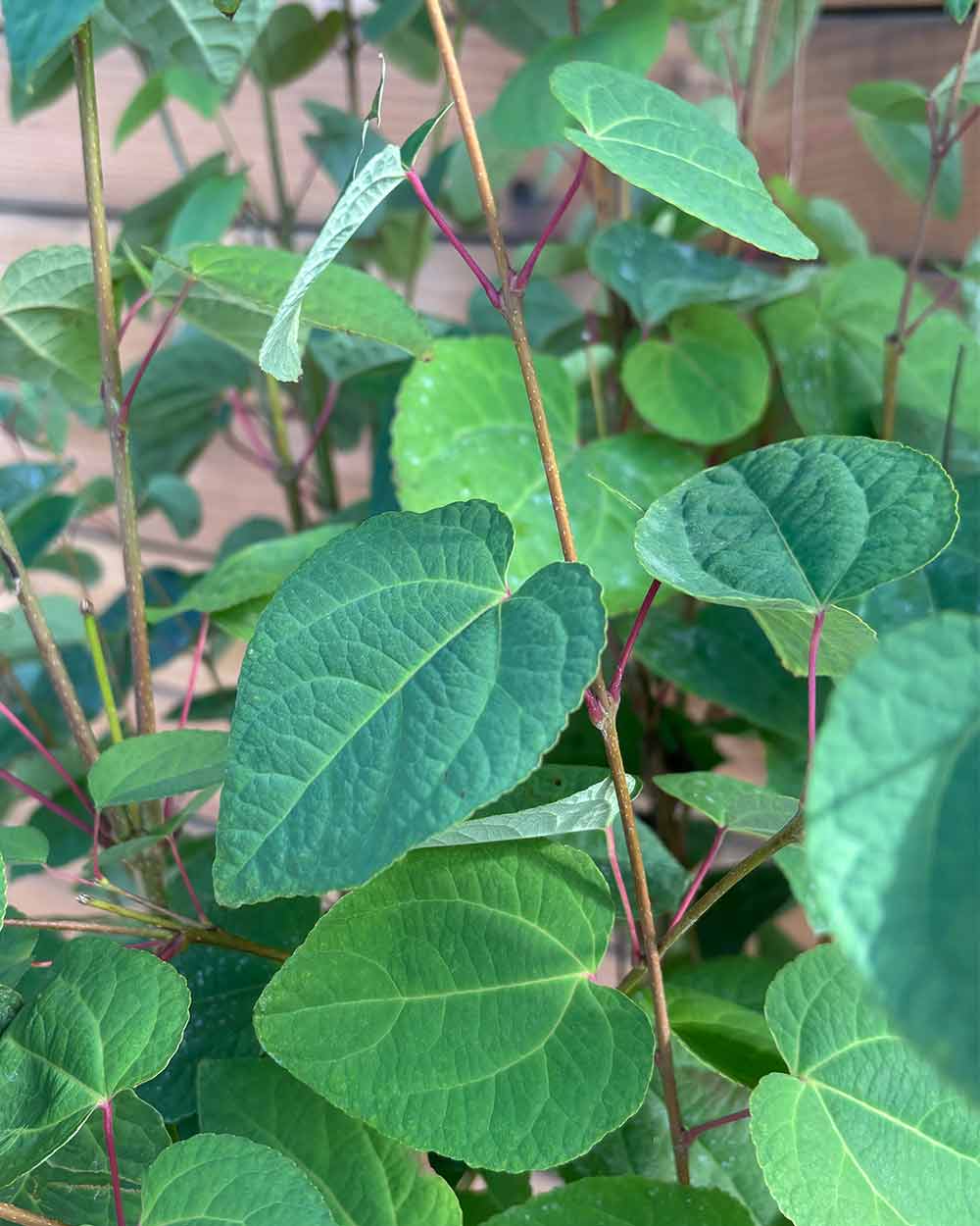 Lebkuchenbaum – Cercidiphyllum japonicum (Mehrstämmig)