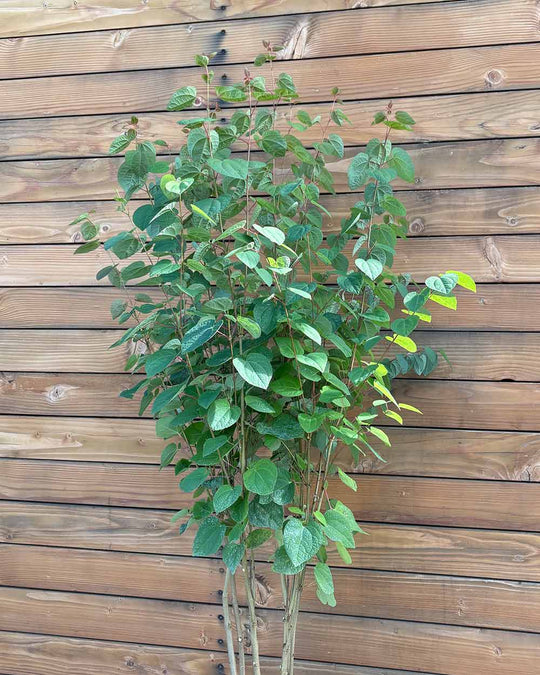 Lebkuchenbaum – Cercidiphyllum japonicum (Mehrstämmig)