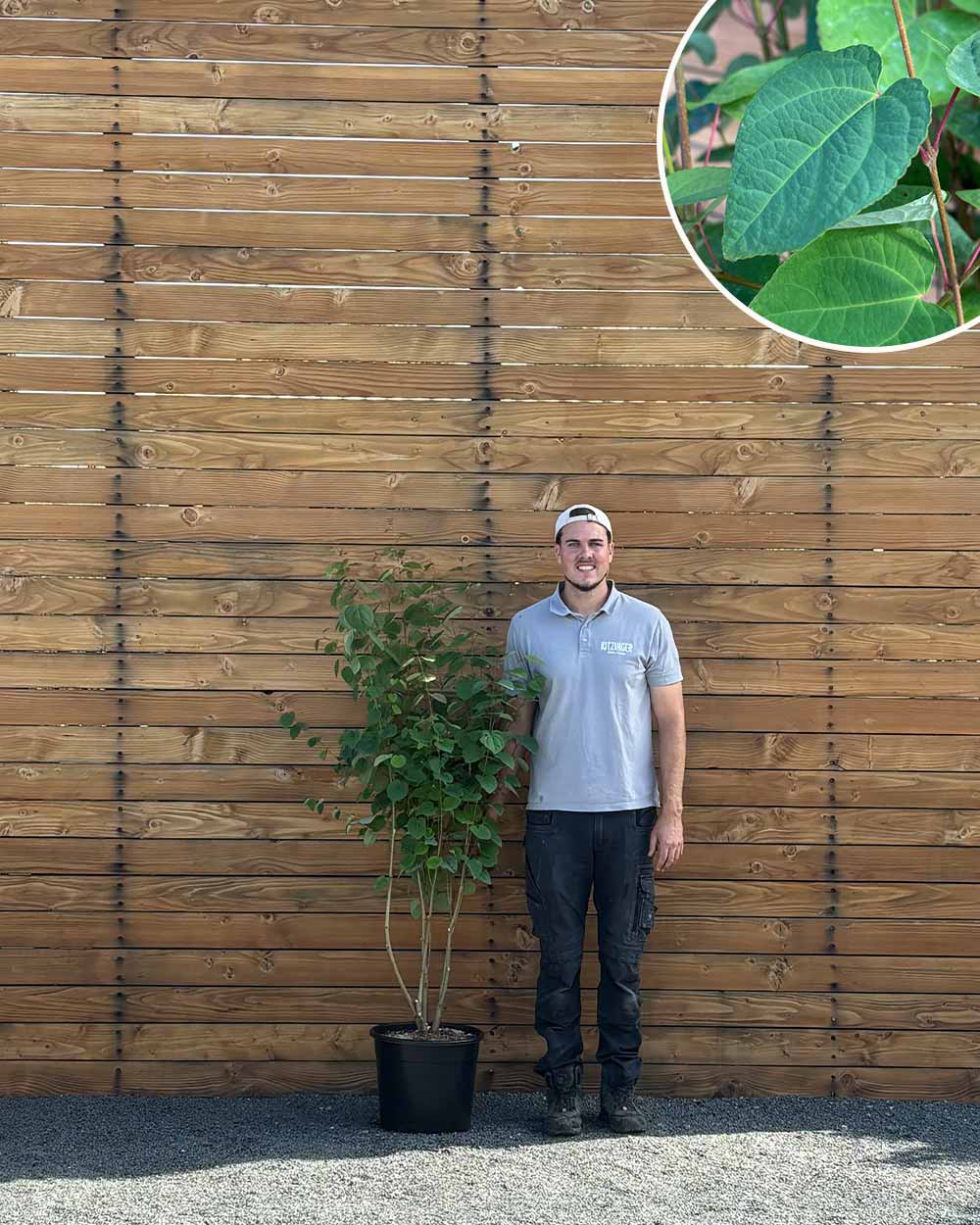 Lebkuchenbaum – Cercidiphyllum japonicum (Mehrstämmig)