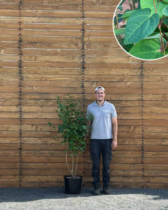 Lebkuchenbaum – Cercidiphyllum japonicum (Mehrstämmig)