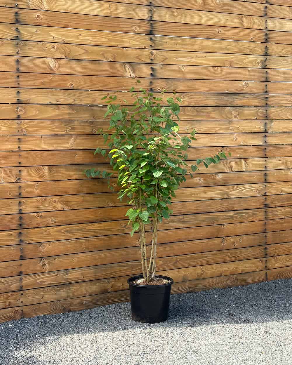 Lebkuchenbaum – Cercidiphyllum japonicum (Mehrstämmig)