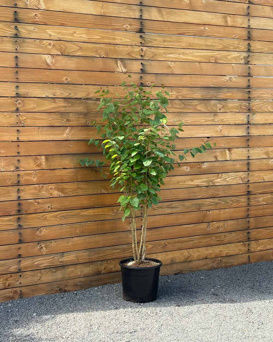 Lebkuchenbaum – Cercidiphyllum japonicum (Mehrstämmig)