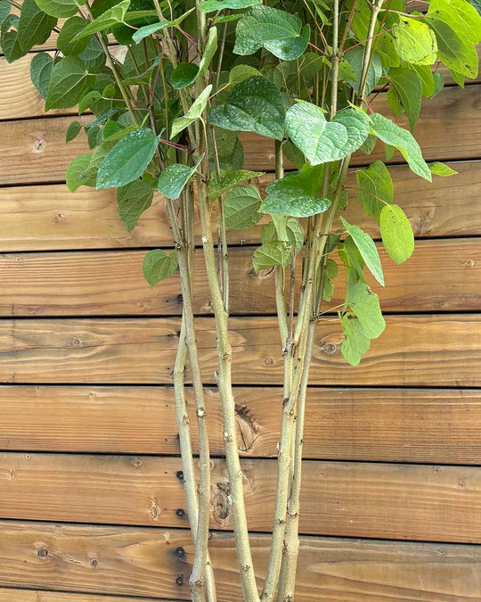 Lebkuchenbaum – Cercidiphyllum japonicum (Mehrstämmig)