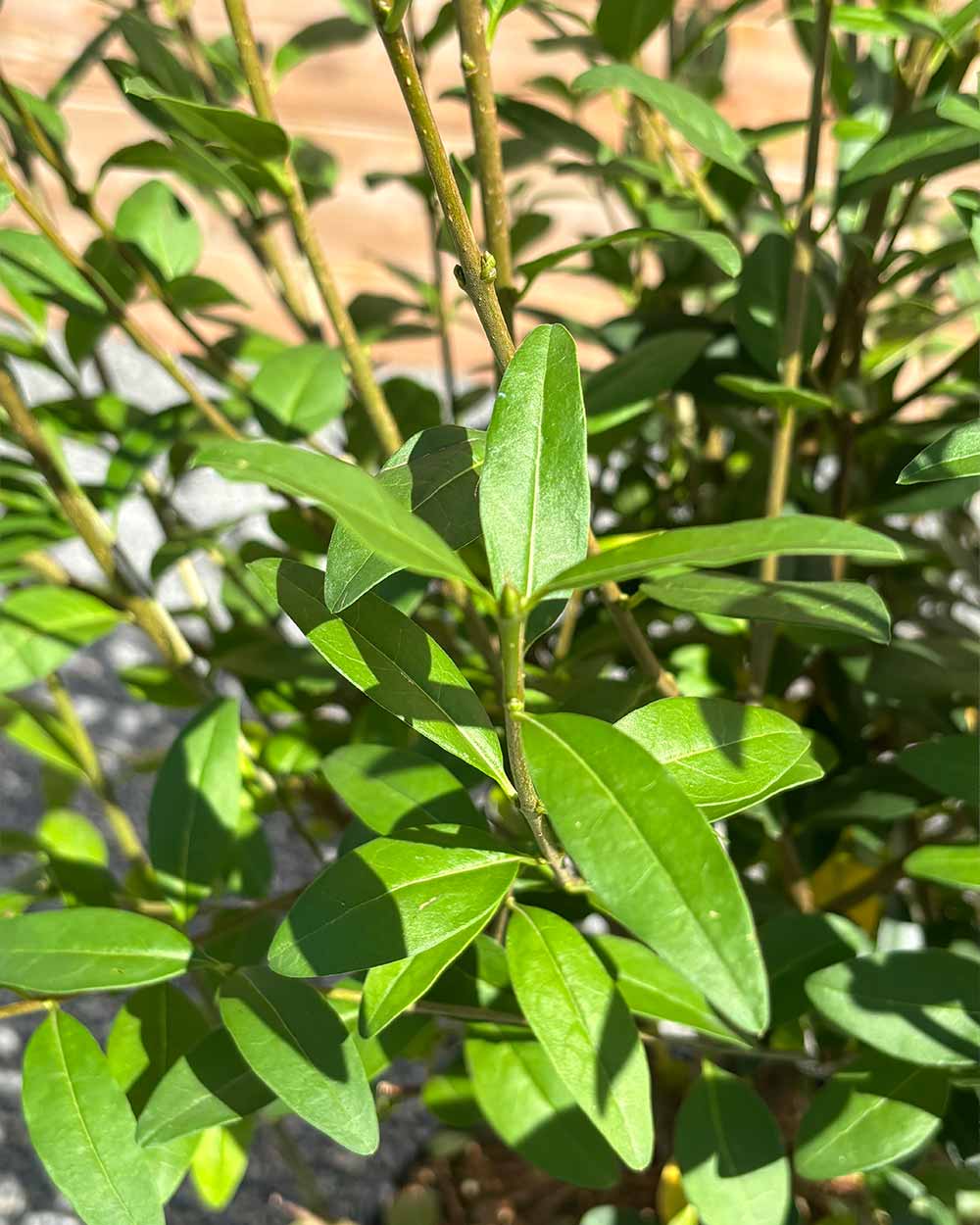 Liguster (Ligustrum vulgare ‘Atrovirens’) Hecke