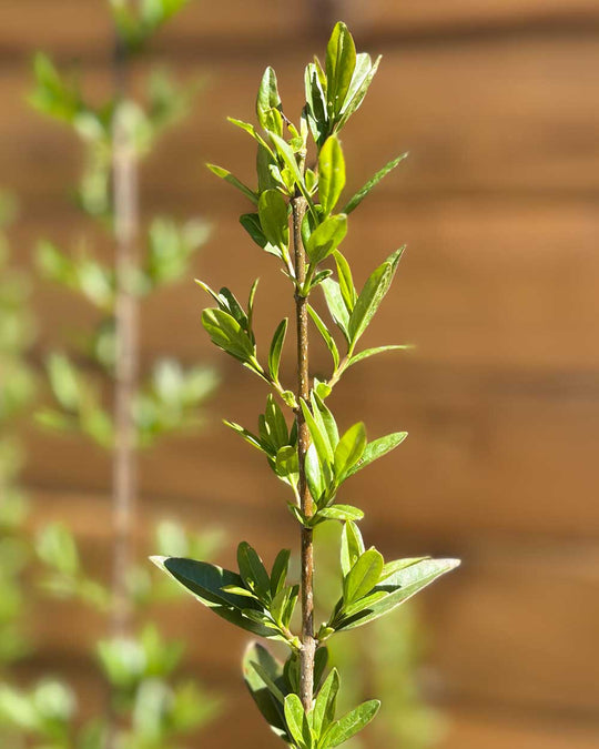 Liguster – Ligustrum vulgare ‘Atrovirens’ (Hecke)