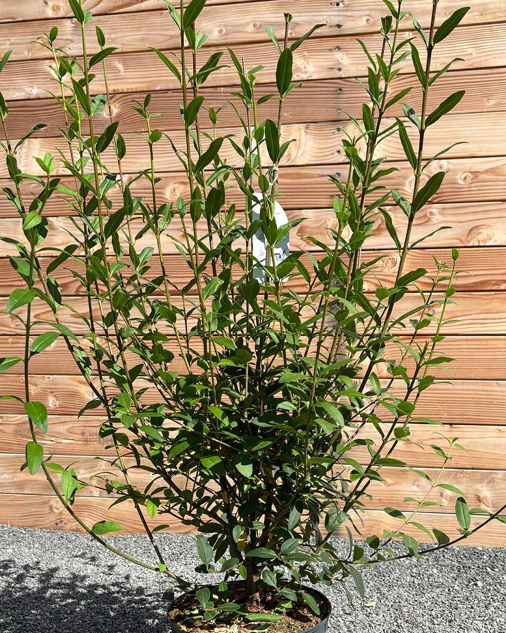 Liguster (Ligustrum vulgare ‘Atrovirens’) Hecke