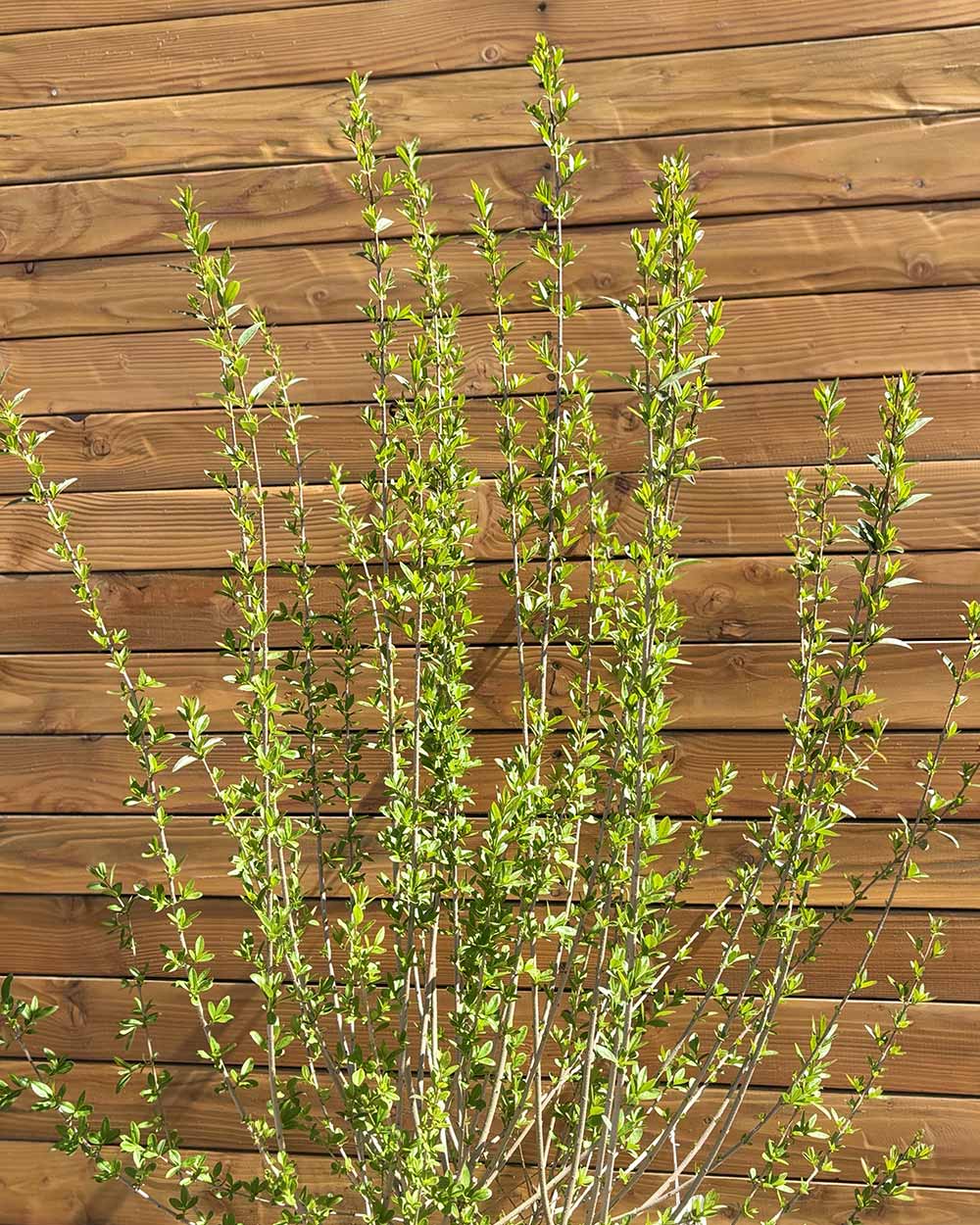 Liguster – Ligustrum vulgare ‘Atrovirens’ (Hecke)