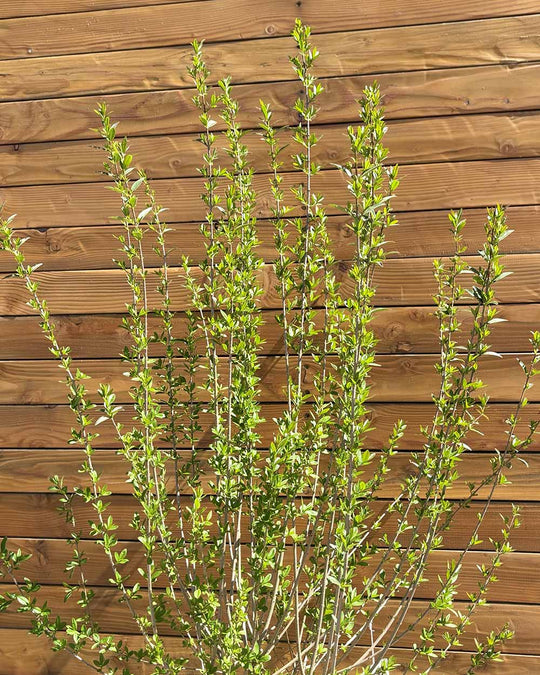 Liguster – Ligustrum vulgare ‘Atrovirens’ (Hecke)