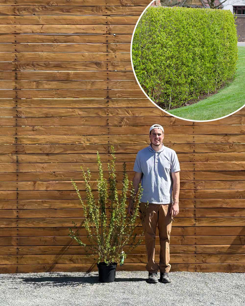 Liguster – Ligustrum vulgare 'Atrovirens' (Hecke) – Blupf by Kitzinger