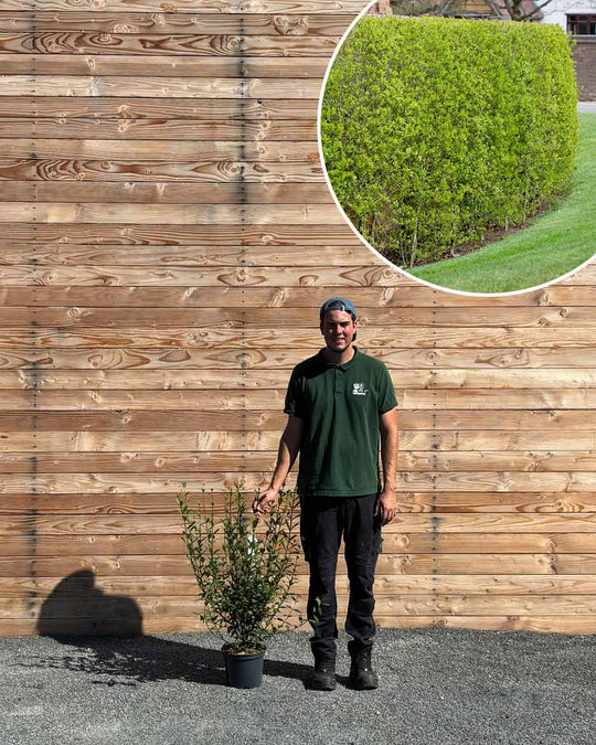 Liguster (Ligustrum vulgare ‘Atrovirens’) Hecke