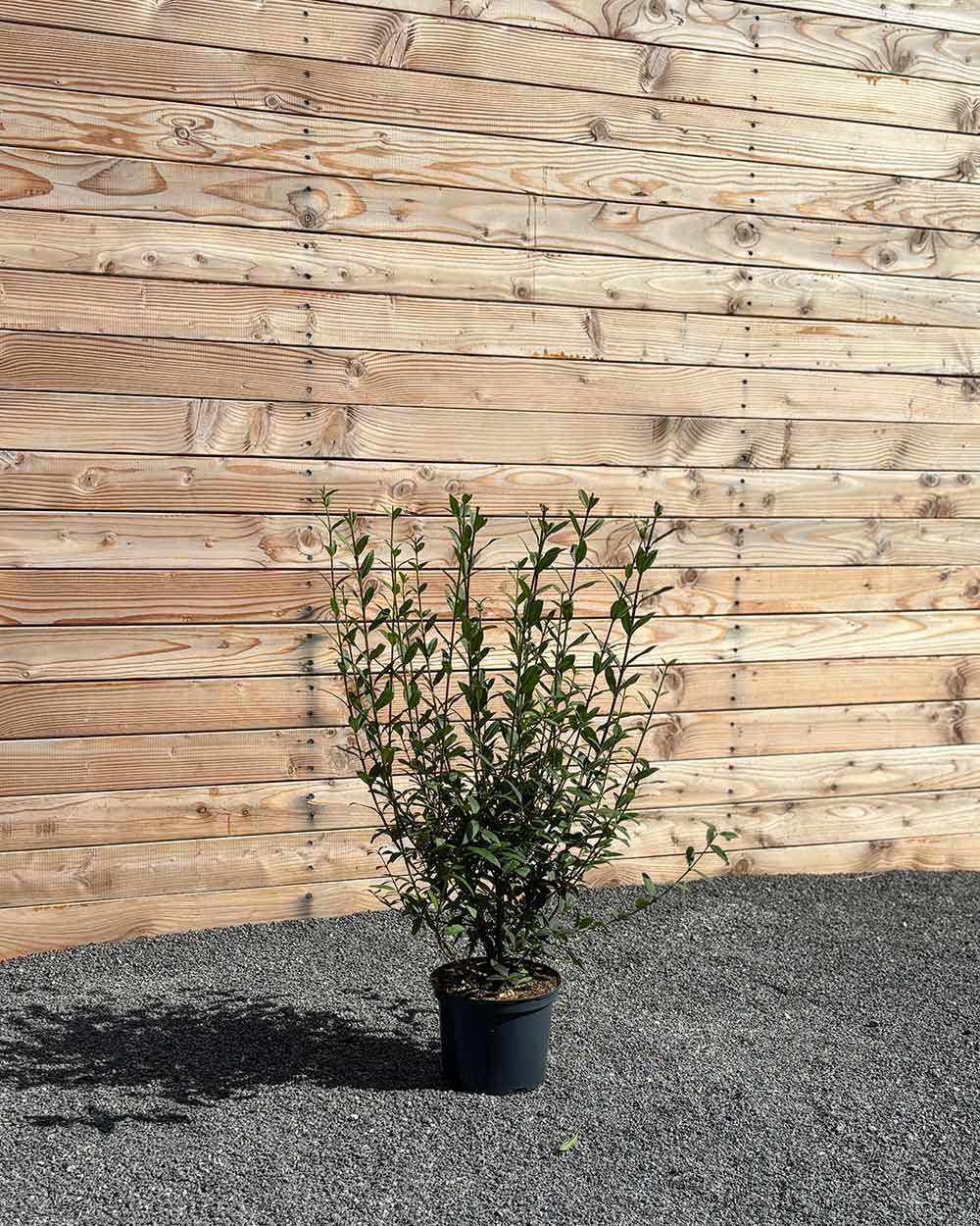 Liguster (Ligustrum vulgare ‘Atrovirens’) Hecke