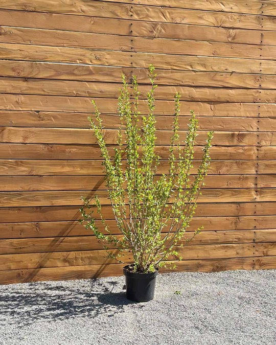 Liguster – Ligustrum vulgare ‘Atrovirens’ (Hecke)