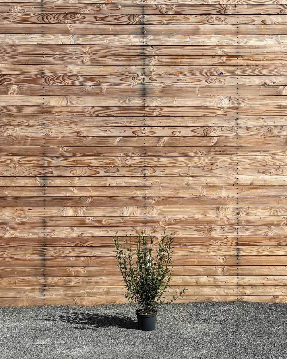 Liguster (Ligustrum vulgare ‘Atrovirens’) Hecke