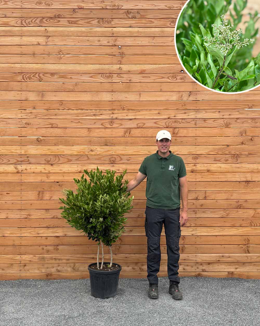 Immergrüner Liguster