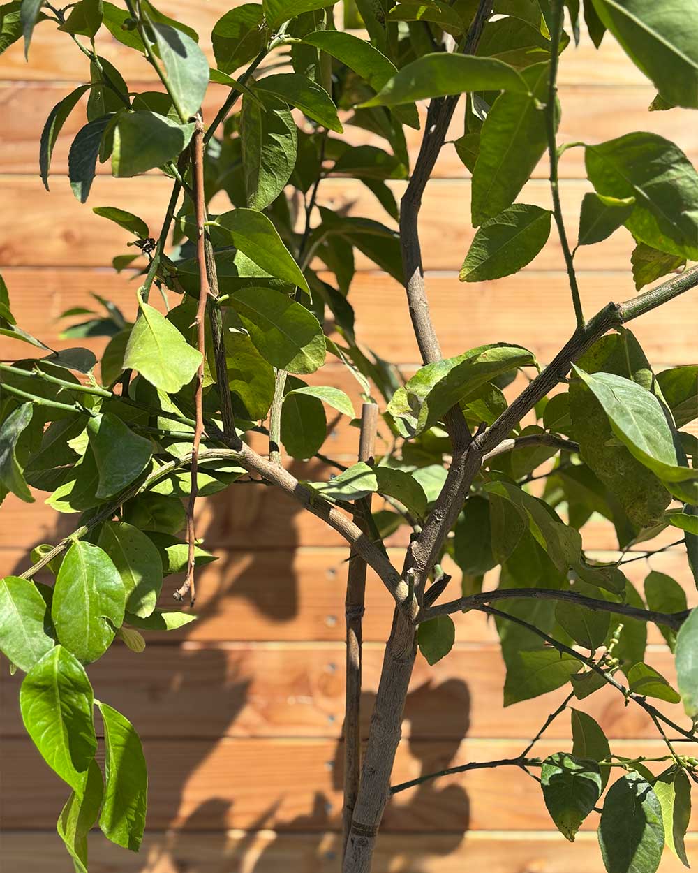 Limettenbaum L