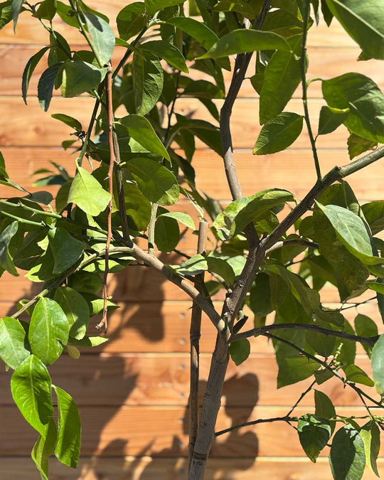 Limettenbaum L