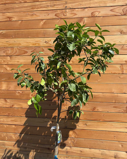 Limettenbaum L