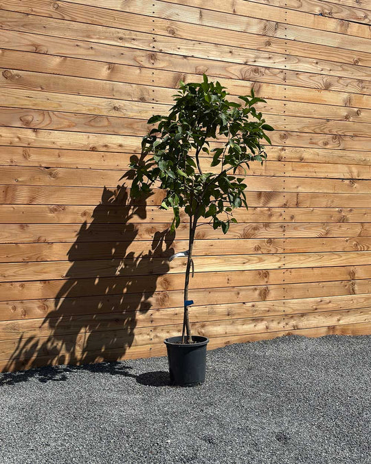 Limettenbaum L