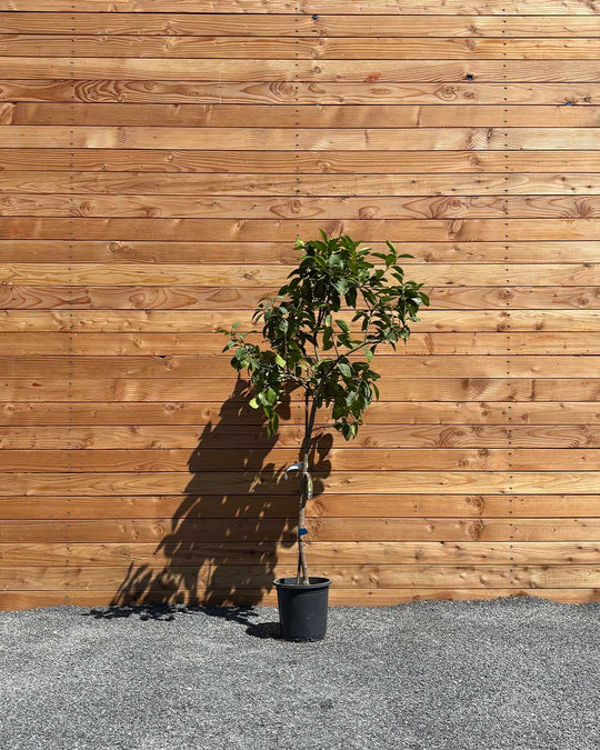 Limettenbaum L