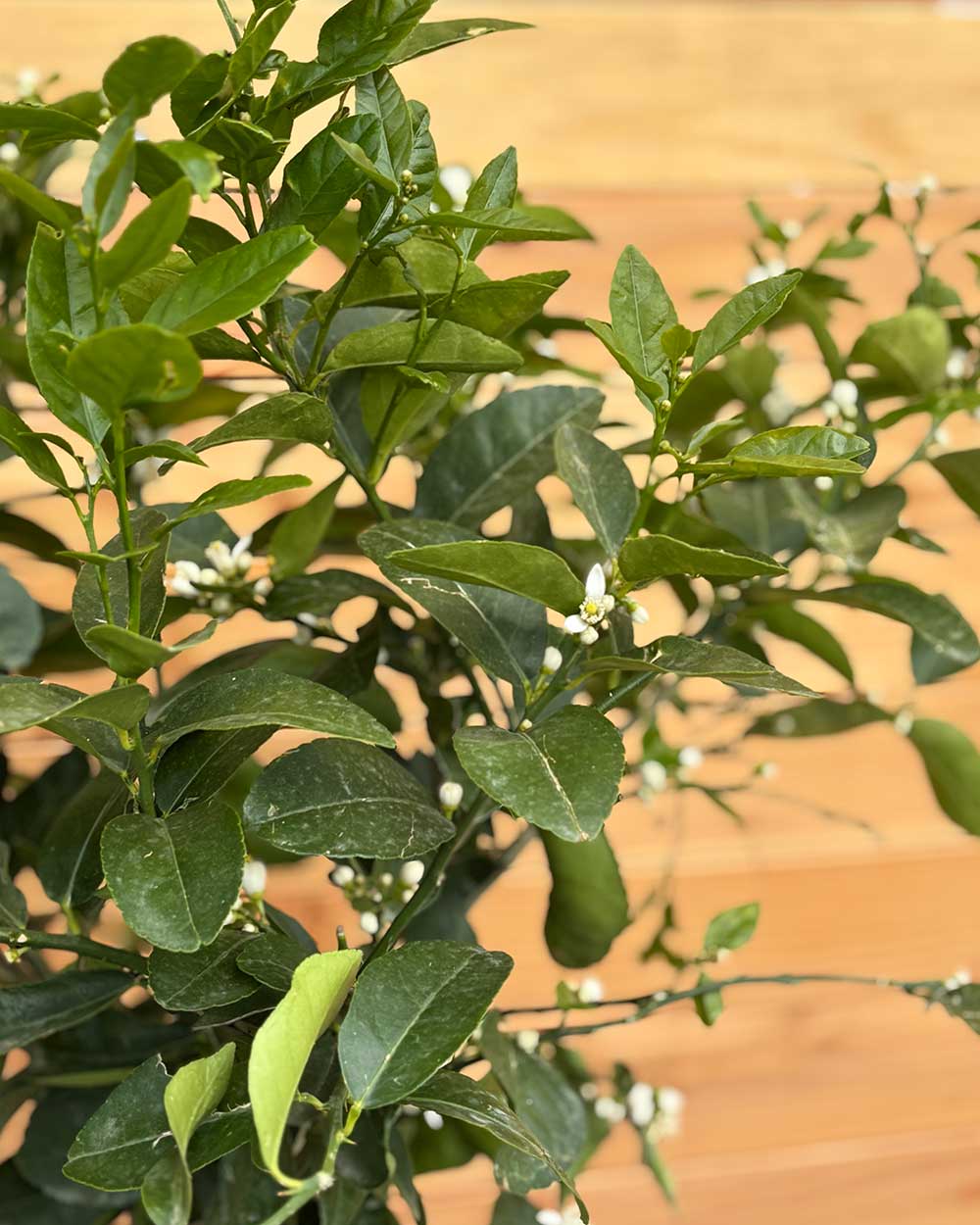Limettenbaum XL