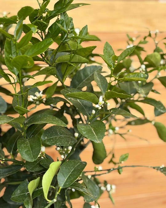 Limettenbaum XL