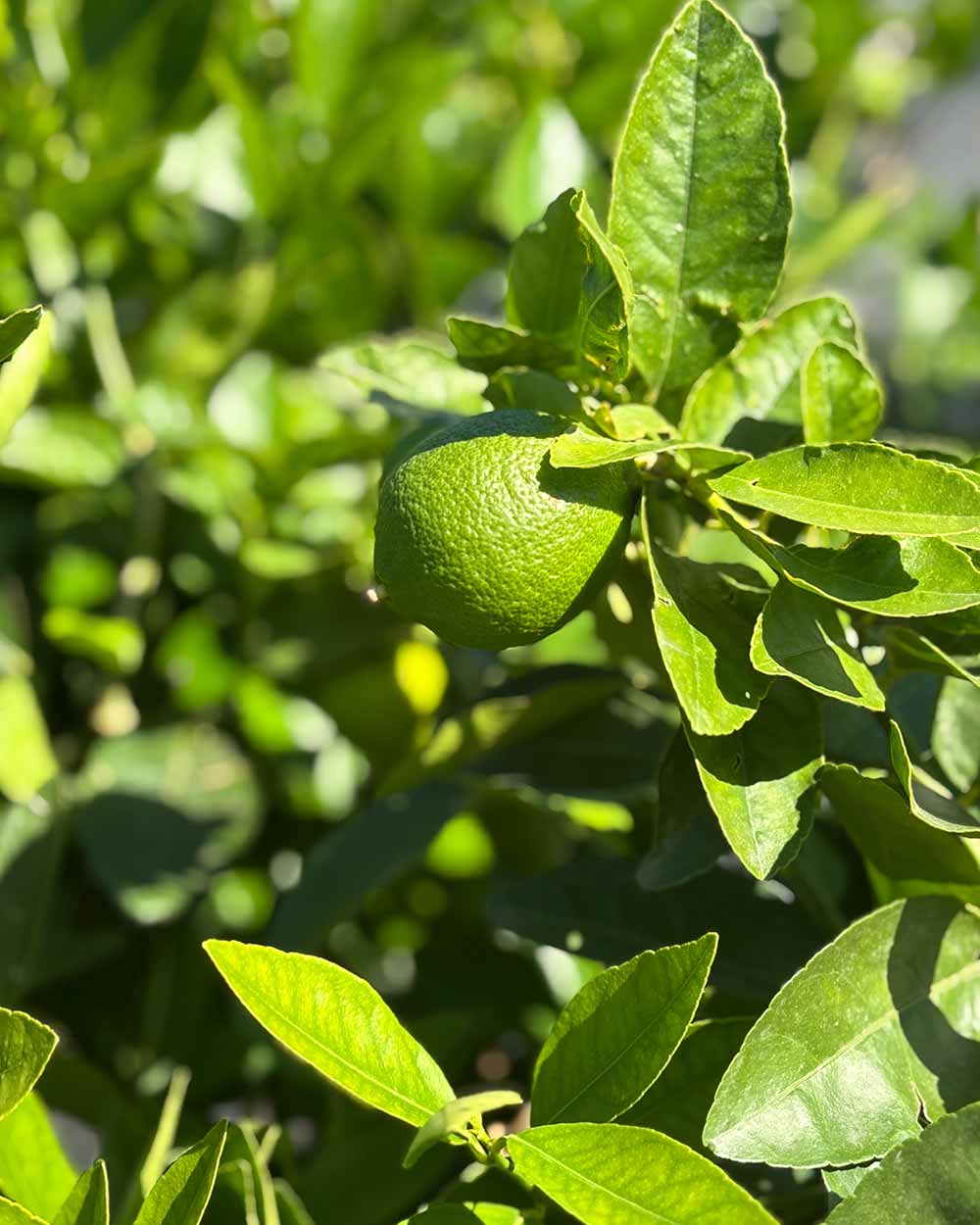 Limettenbaum XL