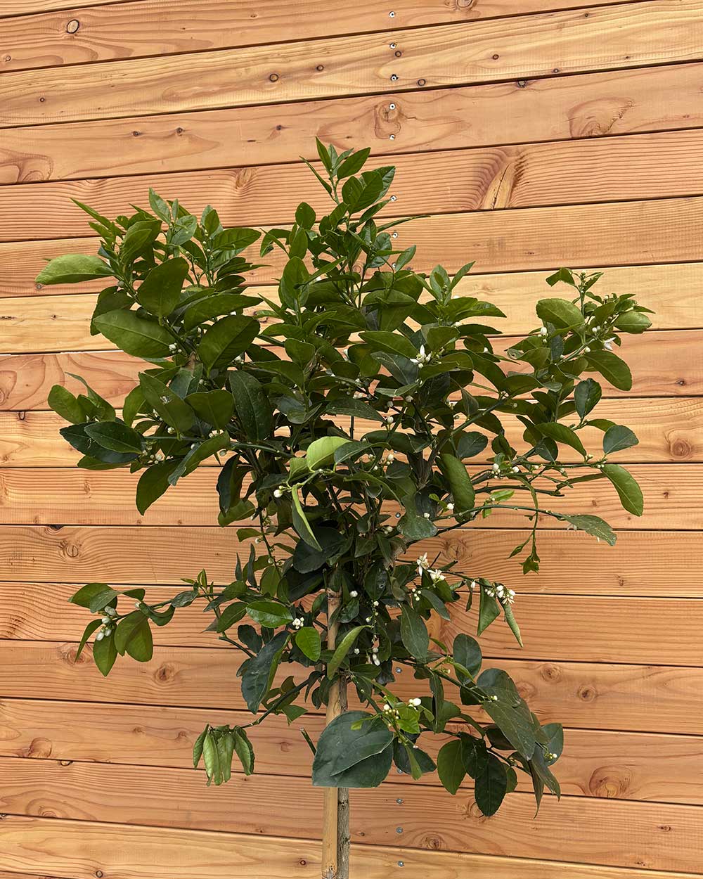 Limettenbaum XL