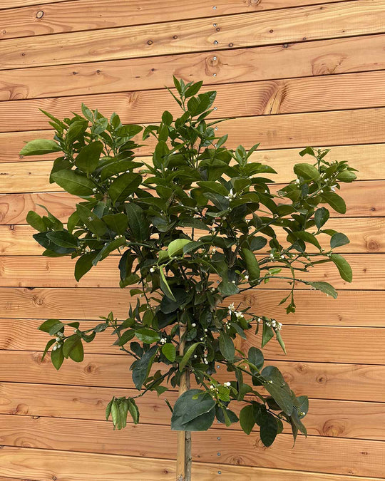 Limettenbaum XL
