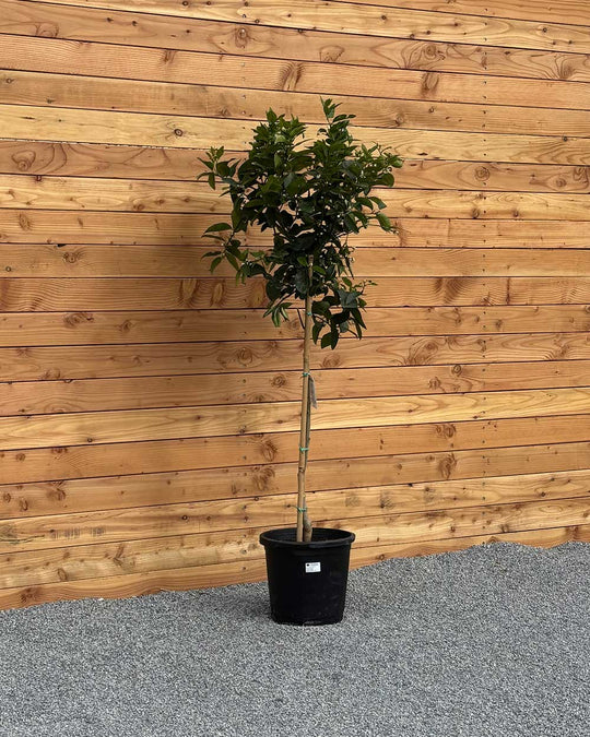 Limettenbaum XL