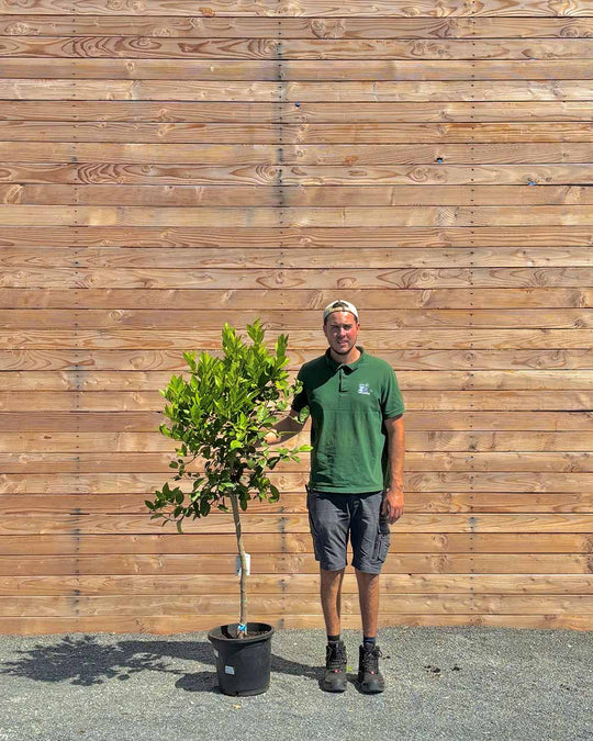 Limettenbaum XL