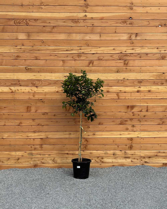 Limettenbaum XL