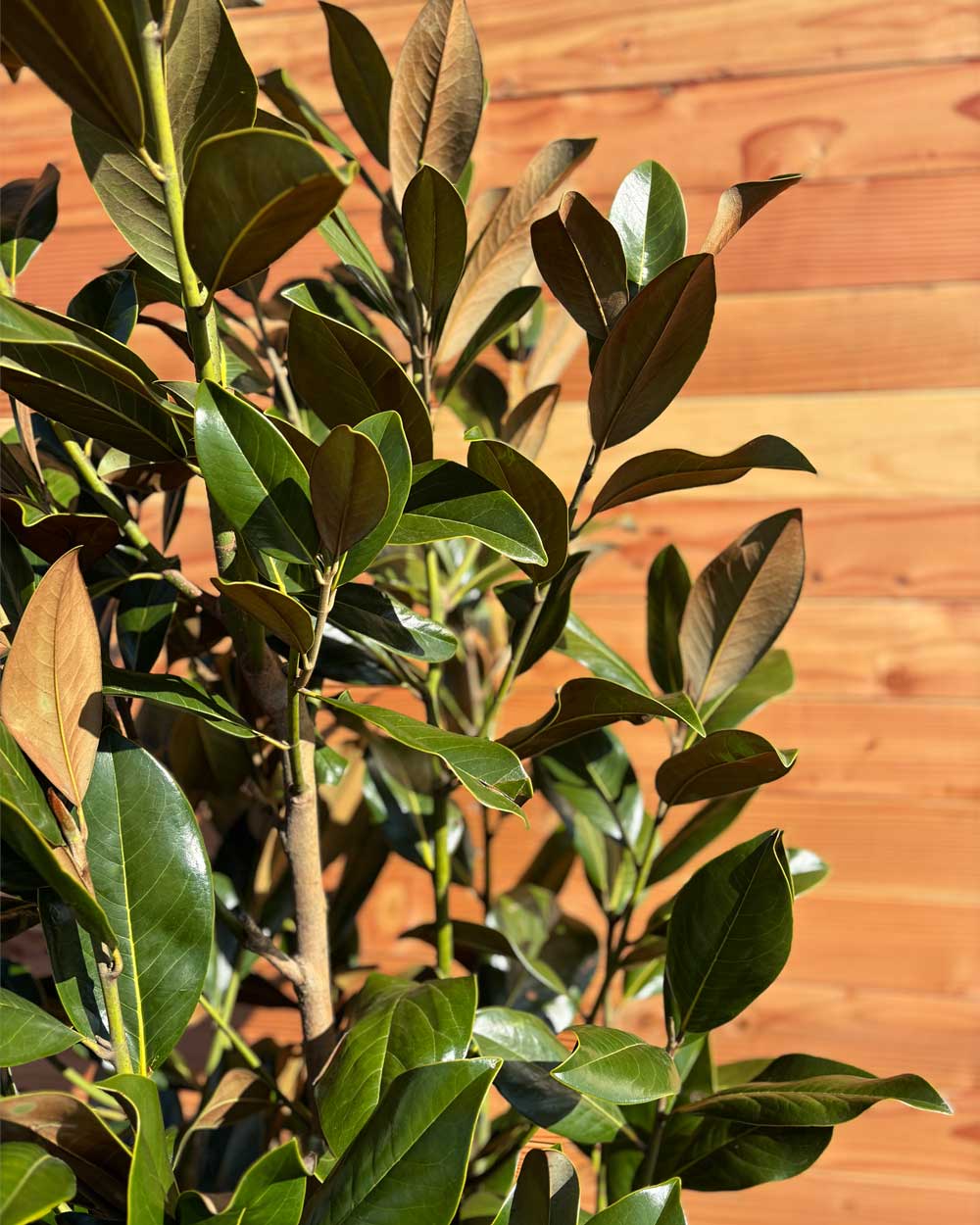 Immergrüne Magnolie – Magnolia grandiflora ‘Galissonnière’ (Busch)