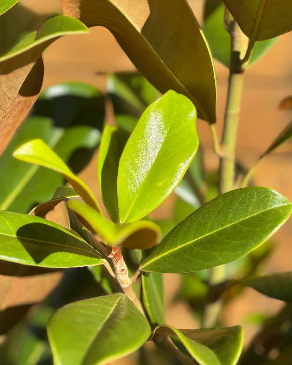 Immergrüne Magnolie – Magnolia grandiflora ‘Goliath’ (Busch) (Pre Sale)