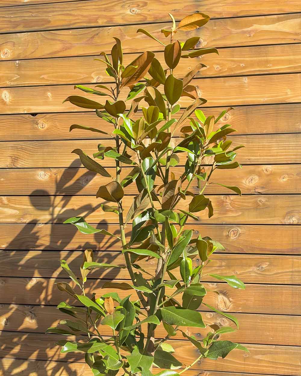Immergrüne Magnolie – Magnolia grandiflora ‘Goliath’ (Busch) (Pre Sale)