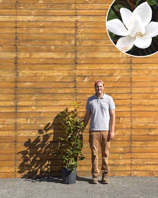 Immergrüne Magnolie – Magnolia grandiflora ‘Goliath’ (Busch) (Pre Sale)
