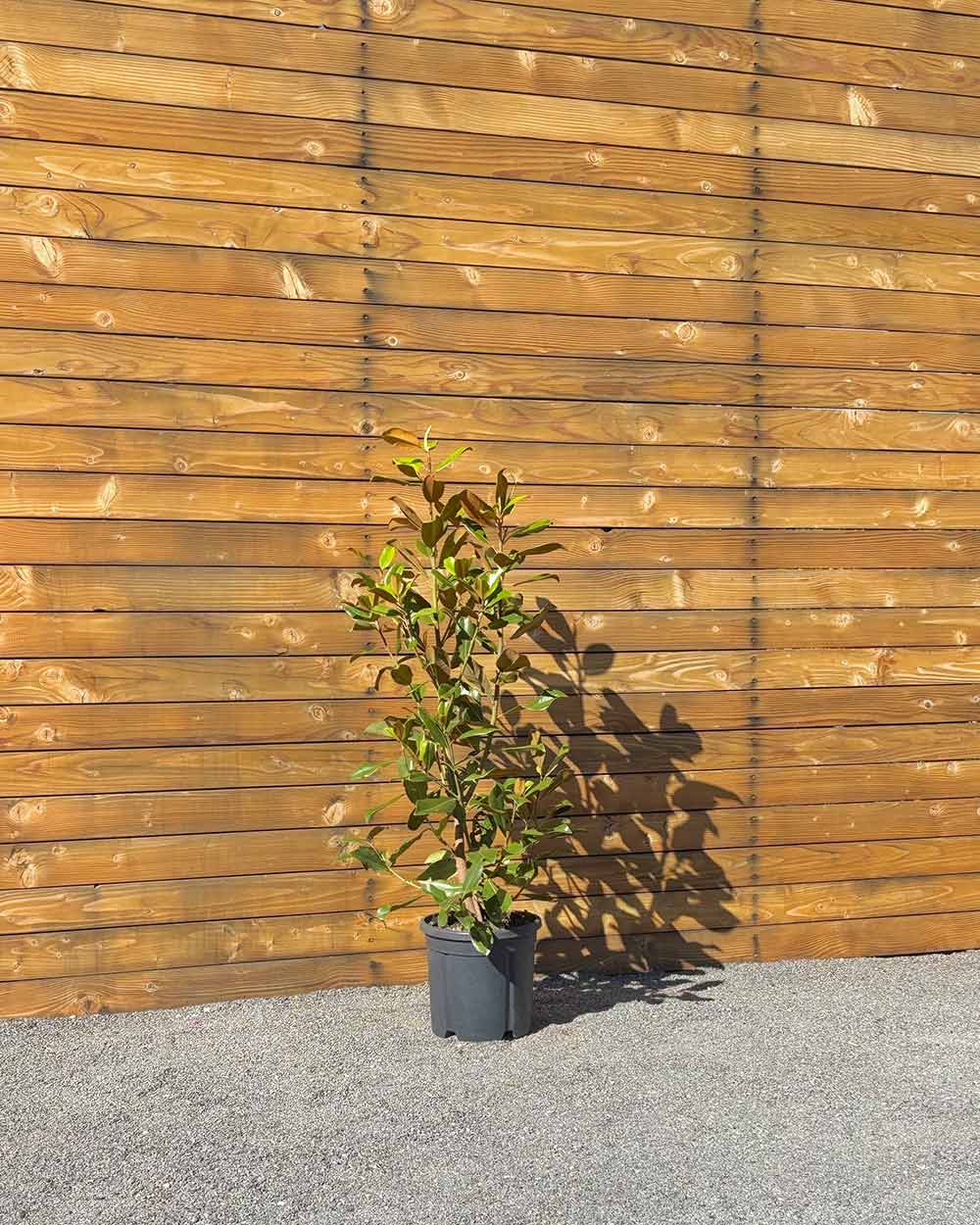 Immergrüne Magnolie – Magnolia grandiflora ‘Goliath’ (Busch) (Pre Sale)
