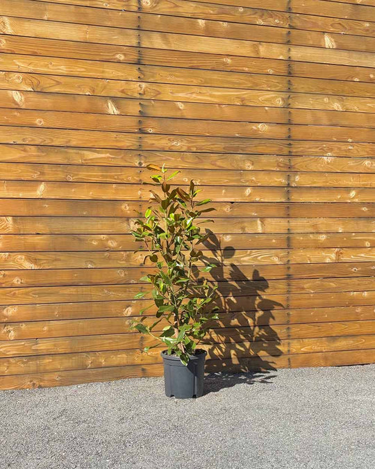 Immergrüne Magnolie – Magnolia grandiflora ‘Goliath’ (Busch) (Pre Sale)