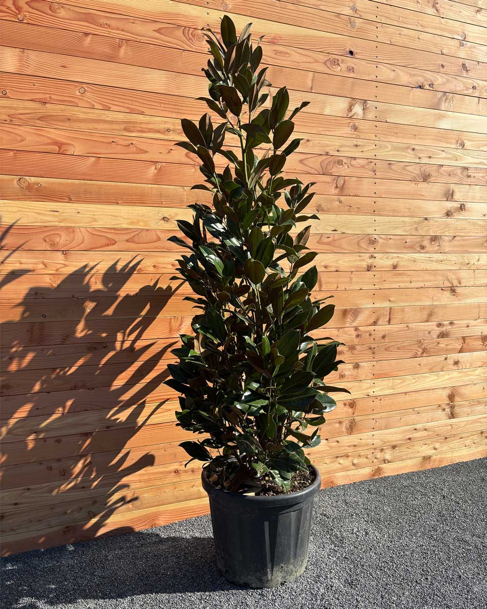 Immergrüner Magnolie Busch XXL
