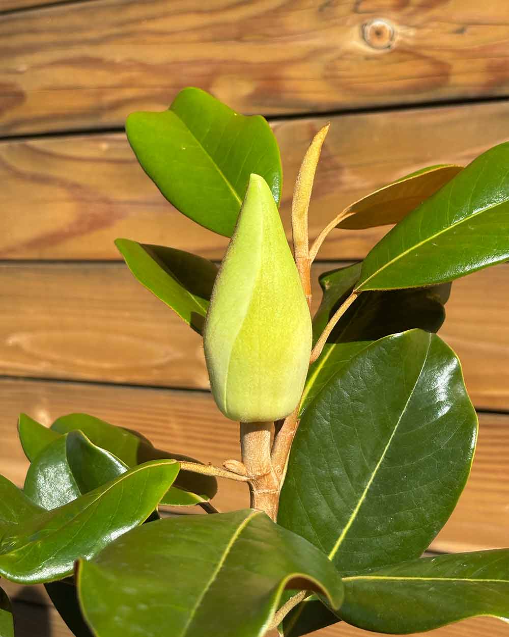 Immergrüne Magnolie – Magnolia grandiflora ‘Little Gem’ (Busch) (Pre Sale)
