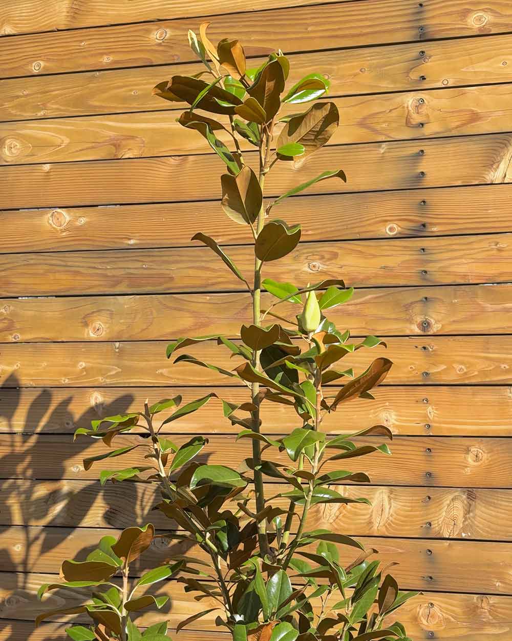 Immergrüne Magnolie – Magnolia grandiflora ‘Little Gem’ (Busch) (Pre Sale)