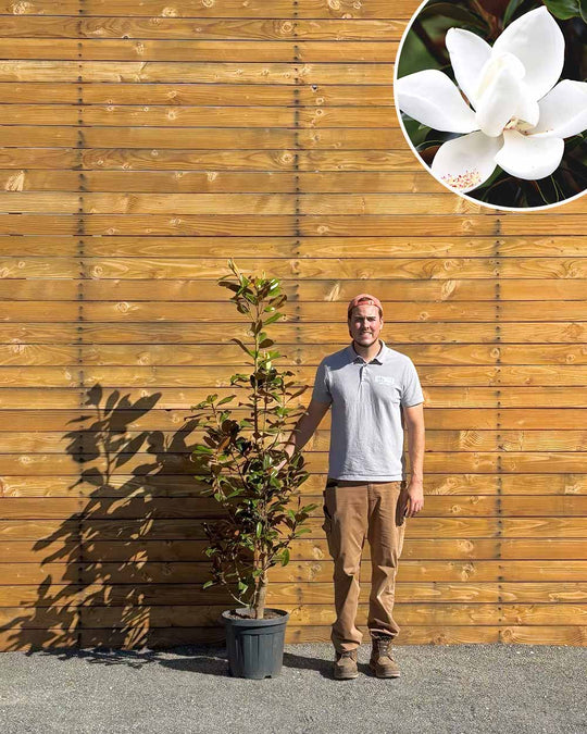 Immergrüne Magnolie – Magnolia grandiflora ‘Little Gem’ (Busch) (Pre Sale)