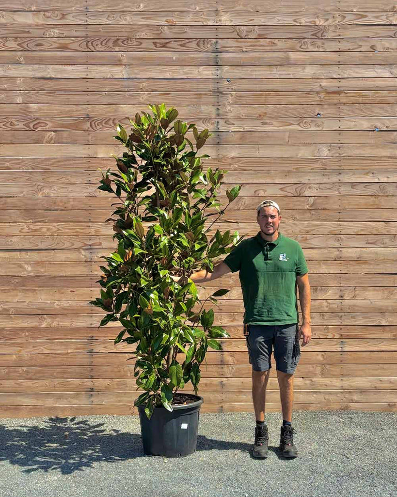 Immergrüne Magnolie – Magnolia grandiflora 'Gallissoniere' (Busch) – Blupf  by Kitzinger
