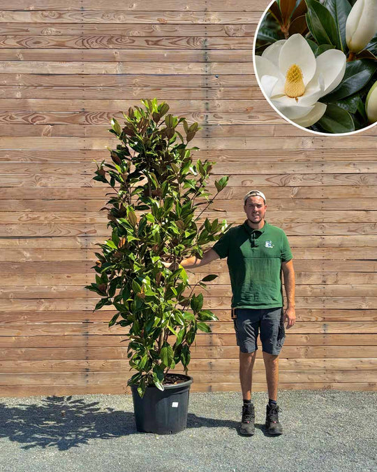 Immergrüne Magnolie – Magnolia grandiflora ‘Gallissoniere’ (Busch)