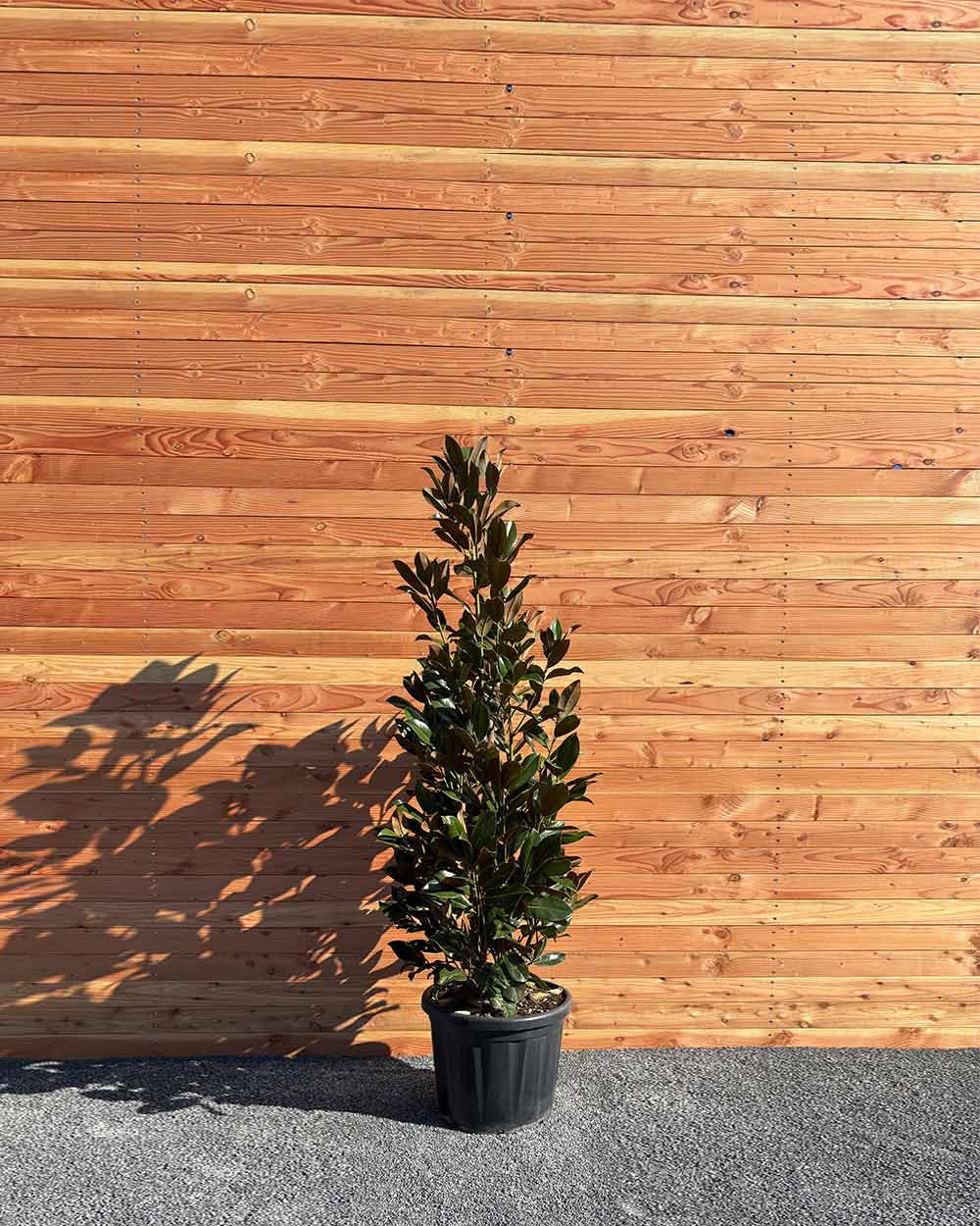 Immergrüner Magnolie Busch XXL