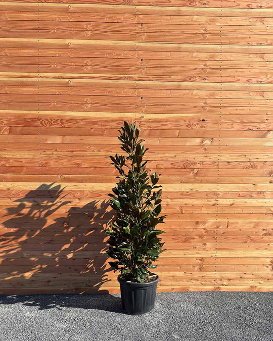 Immergrüner Magnolie Busch XXL