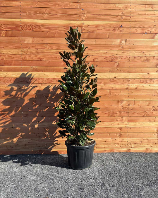 Immergrüner Magnolie Busch XXL