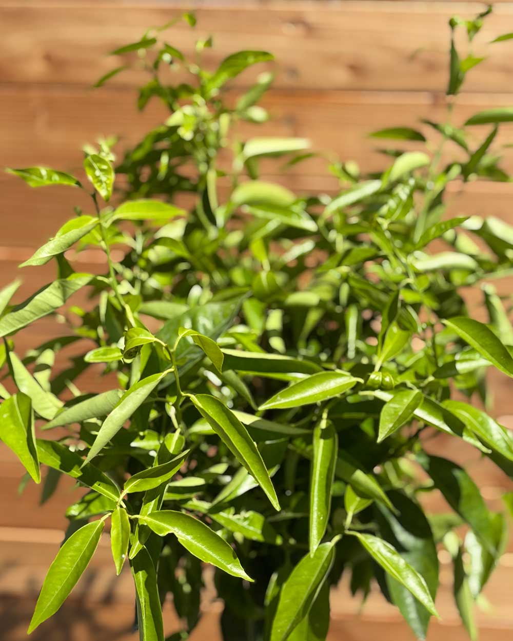 Mandarinenbaum L