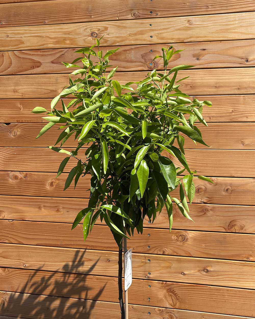 Mandarinenbaum L
