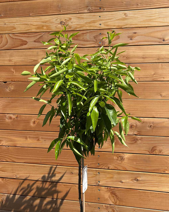 Mandarinenbaum L
